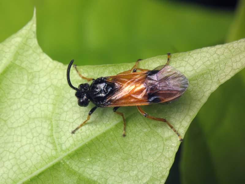 Argidae